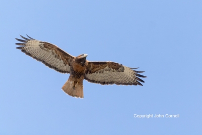 Buteo-jamaicensis;Hawk;Red-tailed-Hawk;flight;action;active;aloft;behavior;birds